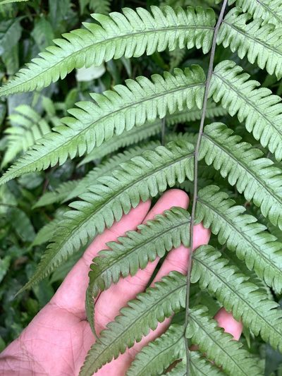 Christella ensifera, photographed by 呂一起(Lyu yi-chi)