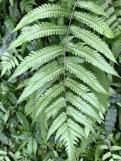 Christella ensifera, photographed by 呂一起(Lyu yi-chi)