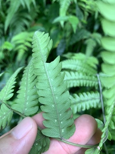 Christella ensifera, photographed by 呂一起(Lyu yi-chi)