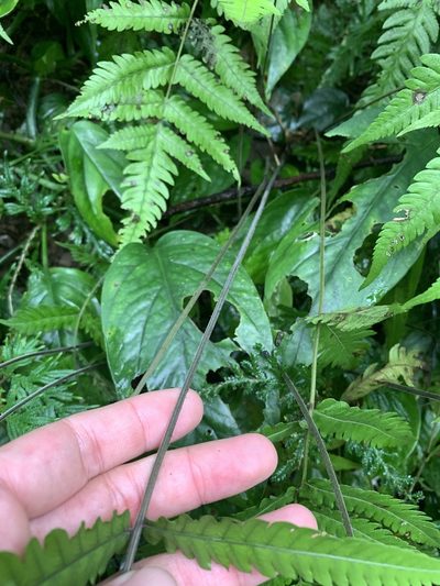 Christella ensifera, photographed by 呂一起(Lyu yi-chi)