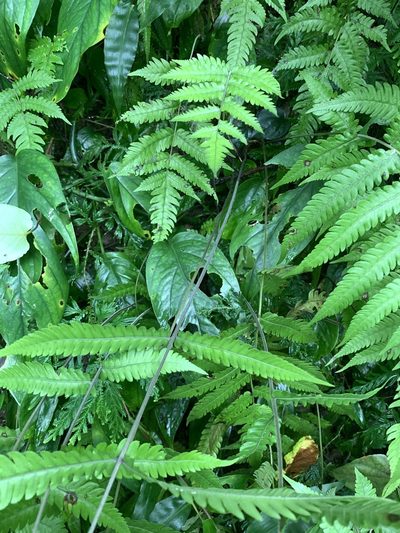 Christella ensifera, photographed by 呂一起(Lyu yi-chi)