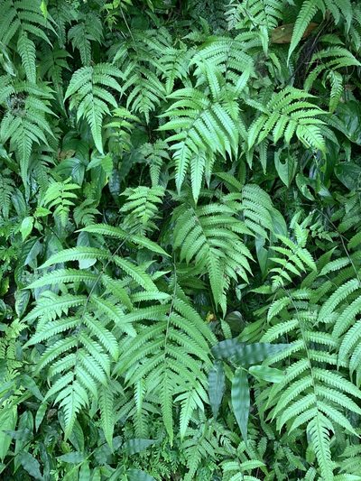 Christella ensifera, photographed by 呂一起(Lyu yi-chi)