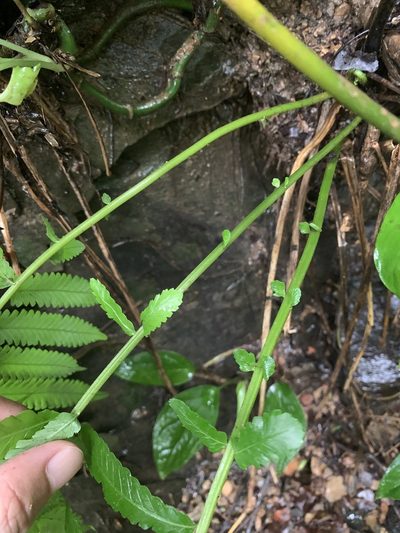 Reholttumia truncata, photographed by 呂一起(Lyu yi-chi)