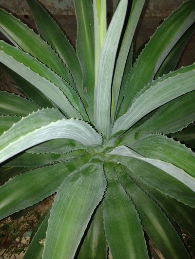 Agave horrida, photographed by Sebastián de Jesús Herrera Buenfil