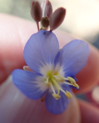 Heliophila lactea, photographed by Peter Warren