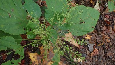Collinsonia canadensis, photographed by John Abrams