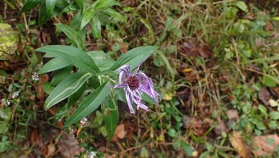 Symphyotrichum novae-angliae, photographed by John Abrams
