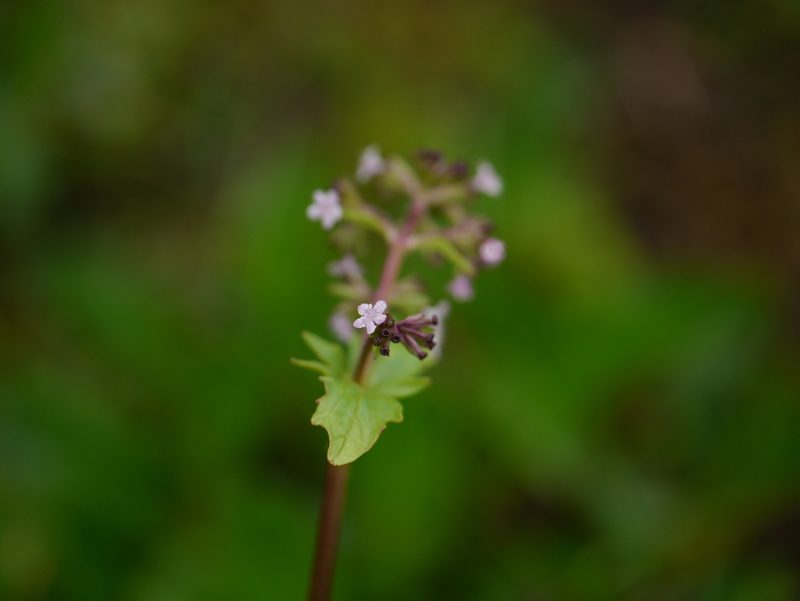 Valeriana himalayana, photographed by Dinesh Valke