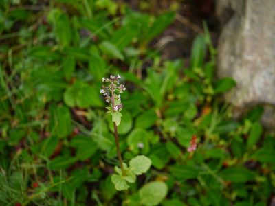 Valeriana himalayana, photographed by Dinesh Valke