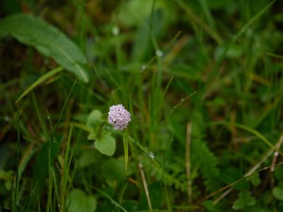 Valeriana himalayana, photographed by Dinesh Valke