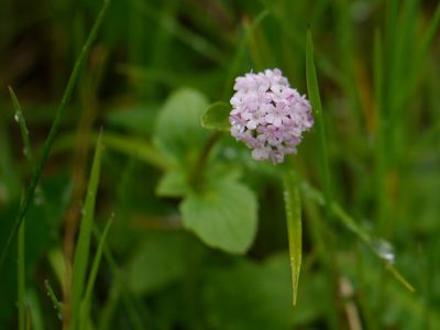 Valeriana himalayana, photographed by Dinesh Valke