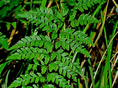 Athyrium nigripes, photographed by Jacy Chen
