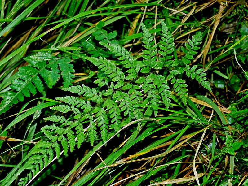 Athyrium nigripes, photographed by Jacy Chen