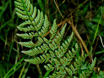 Athyrium nigripes, photographed by Jacy Chen