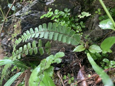 Adiantum ciliatum, photographed by 呂一起(Lyu yi-chi)