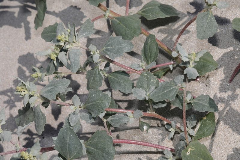 Atriplex laciniata, photographed by Stephen James McWilliam