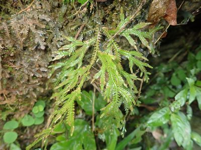 Selaginella repanda, photographed by 呂一起(Lyu yi-chi)