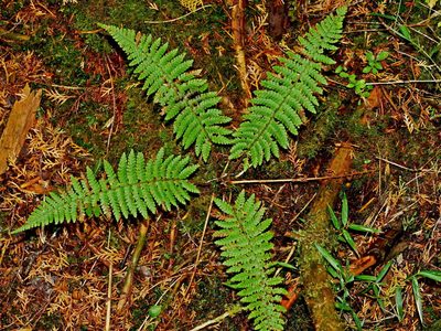 Dryopteris kawakamii, photographed by Jacy Chen