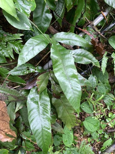 Tectaria harlandii, photographed by 呂一起(Lyu yi-chi)
