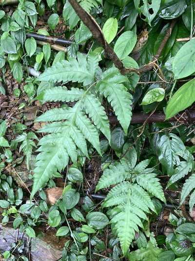 Tectaria multicaudata, photographed by 呂一起(Lyu yi-chi)