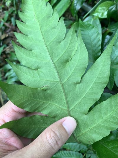 Tectaria multicaudata, photographed by 呂一起(Lyu yi-chi)