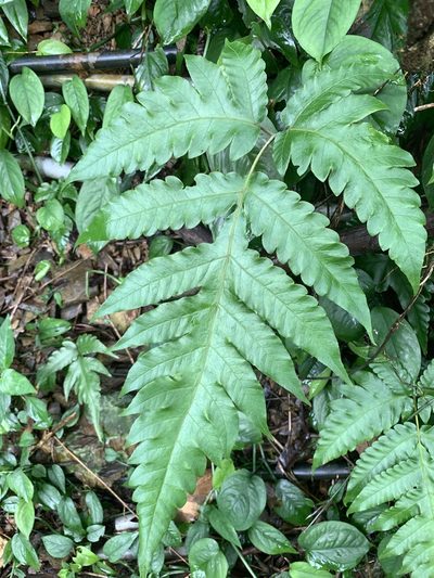 Tectaria multicaudata, photographed by 呂一起(Lyu yi-chi)