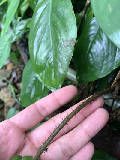 Tectaria multicaudata, photographed by 呂一起(Lyu yi-chi)