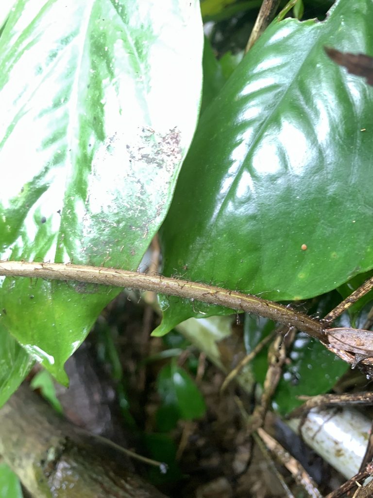 Tectaria multicaudata, photographed by 呂一起(Lyu yi-chi)