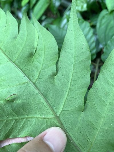 Tectaria multicaudata, photographed by 呂一起(Lyu yi-chi)