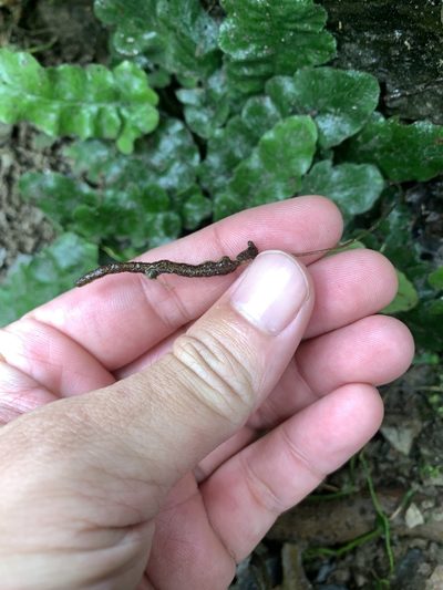 Tectaria zeilanica, photographed by 呂一起(Lyu yi-chi)