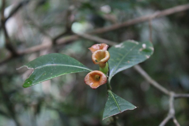 Psychotria nuda, photographed by Carlos Henrique Russi