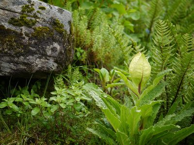 Saussurea obvallata, photographed by Dinesh Valke