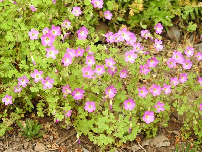 Oxalis rosea, photographed by Alfonso Benítez-Mora