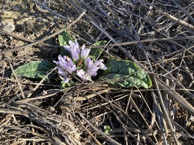 Mandragora officinarum, photographed by Marc Riera