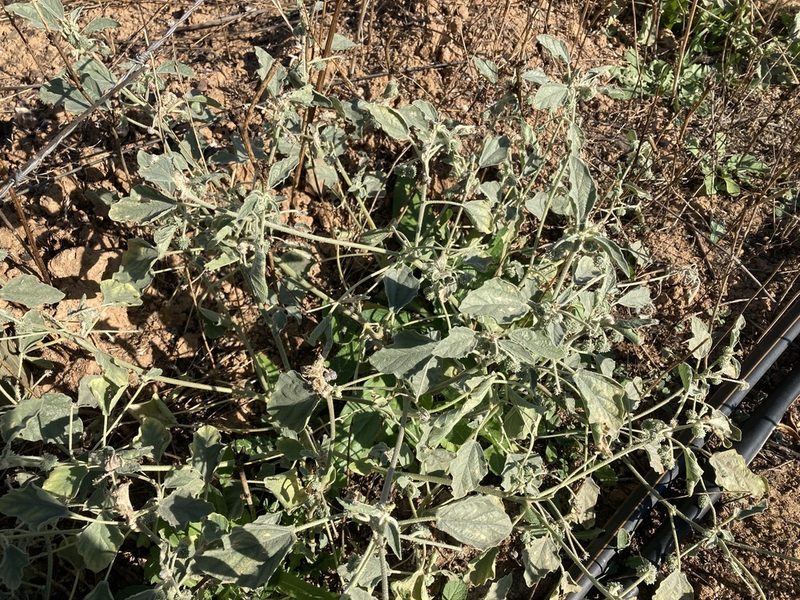 Chrozophora tinctoria, photographed by Marc Riera