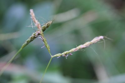 Ischaemum ciliare, photographed by Agnes Trekker