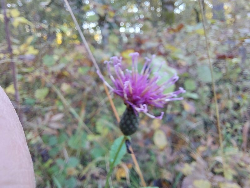 Klasea quinquefolia, photographed by Pavel Borodin