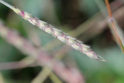 Ischaemum barbatum, photographed by Agnes Trekker