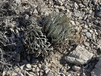 Agave utahensis, photographed by CK2AZ