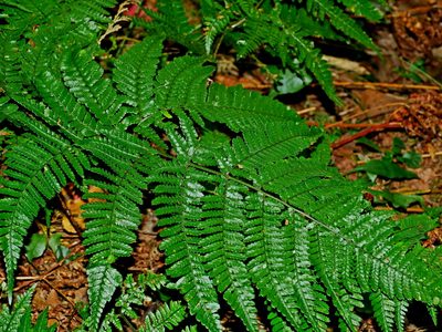 Dryopteris formosana, photographed by Jacy Chen