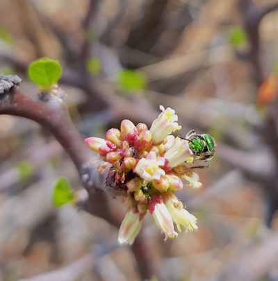 Jatropha oaxacana, photographed by Eugenio Padilla