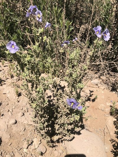 Solanum trinominum, photographed by Ben Lyle Bedard