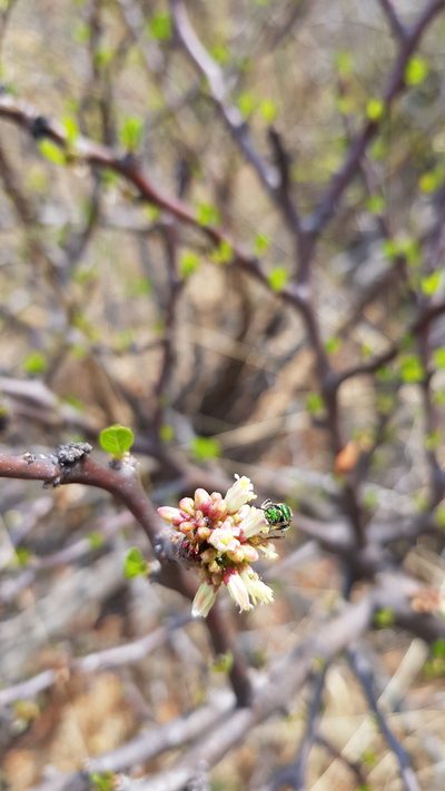 Jatropha oaxacana, photographed by Eugenio Padilla