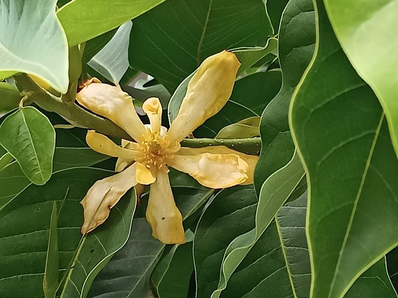 Magnolia champaca, photographed by Sabarni Sarker