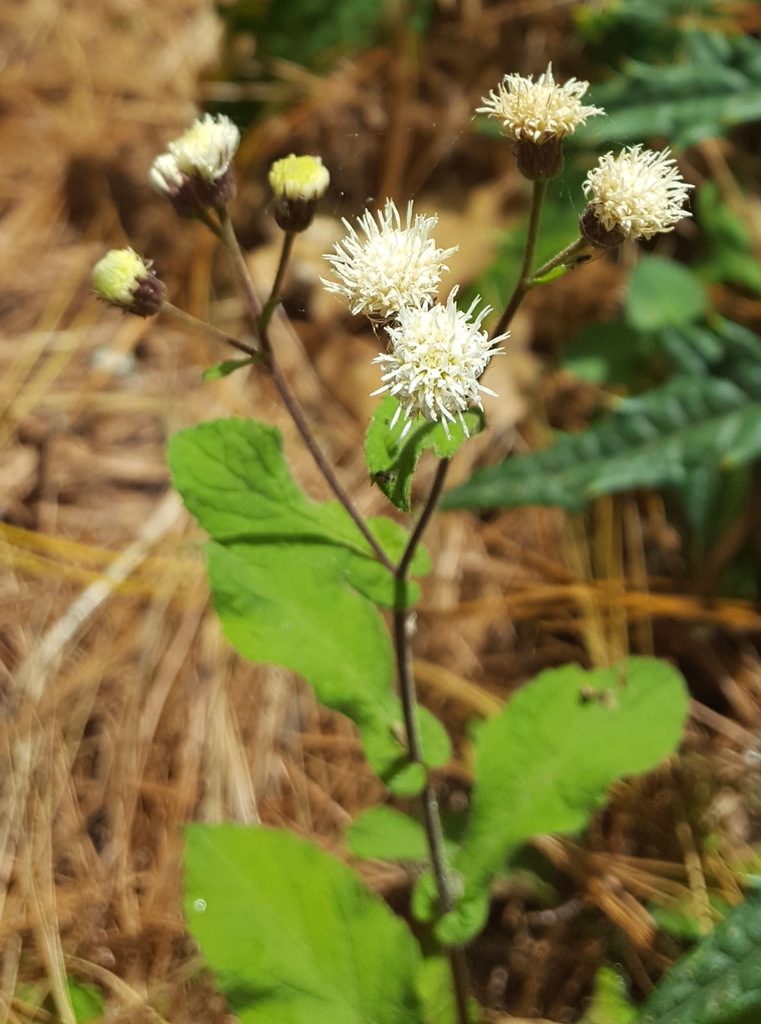 Archibaccharis auriculata, photographed by Eugenio Padilla