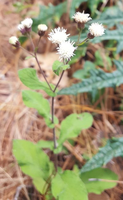 Archibaccharis auriculata, photographed by Eugenio Padilla