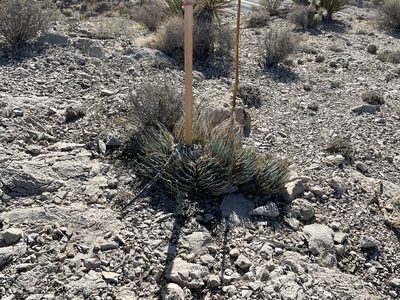 Agave utahensis, photographed by CK2AZ
