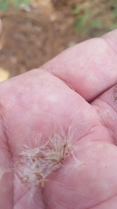 Archibaccharis auriculata, photographed by Eugenio Padilla