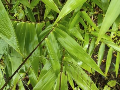 Thysanolaena latifolia, photographed by Augustin Soulard