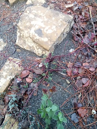 Odontites bolligeri, photographed by Karim Haddad